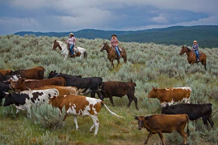 Paws Up Cattle Drive