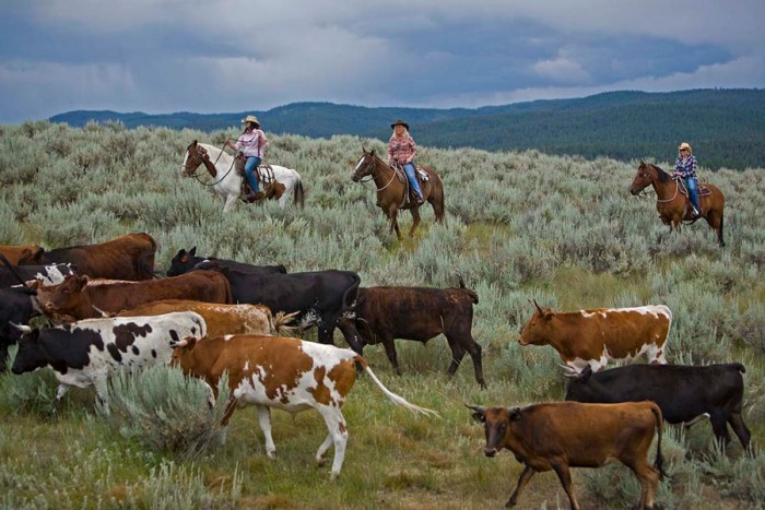 Our Favorite All-Inclusive Health, Wellness and Adventure Resorts in the United States 9 Paws Up Cattle Drive