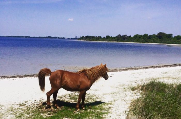 Travel Tuesday with Taylor to Ocean City, Maryland 5 Travel Tuesday with Taylor to Ocean City, Maryland 5