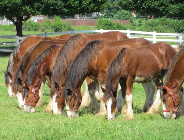 The Famous Clydesdales