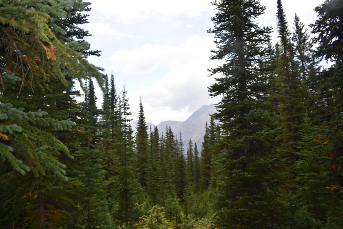 Travel Tuesday with Taylor to Yoho National Park and Lake Louise, Canada 30 Travel Tuesday with Taylor to Yoho National Park and Lake Louise, Canada 30