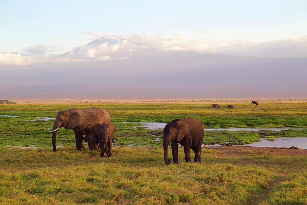 Africa Private Luxury Tours and Packages