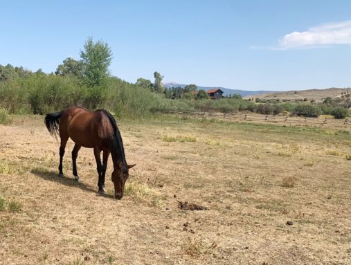 Covid-19 Road Trip 2020 Wyoming