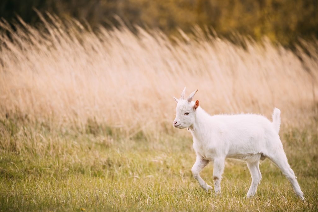 Kid Goat Grazes In Spring Grass. Farm Baby Animals